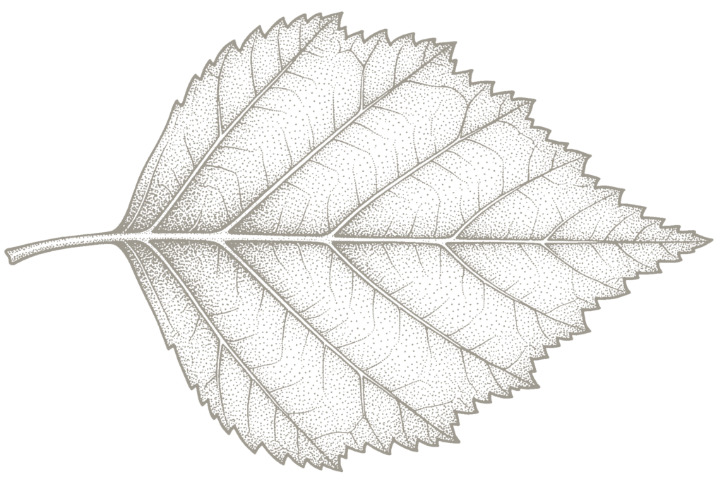 Birch leaf