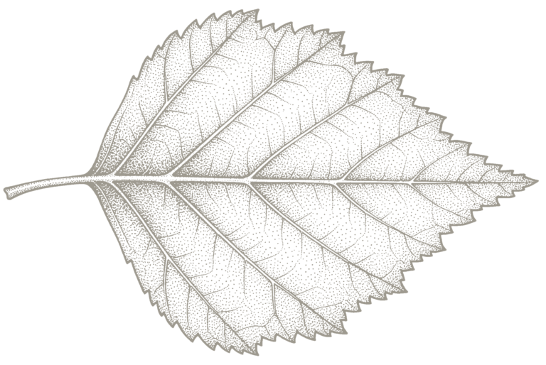 Birch leaf