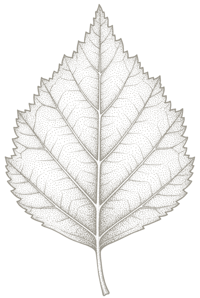 Birch leaf graphic