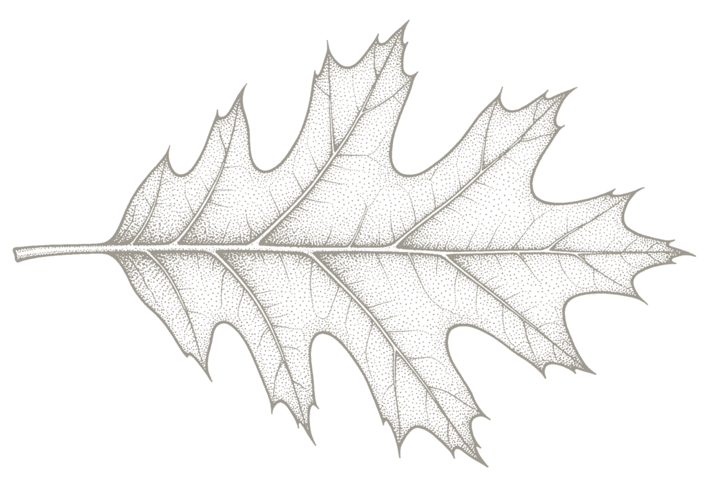 Oak leaf